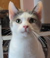 adoptable Cat in lyons, IL named Carl