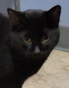 adoptable Cat in  named A la Vanna