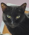 adoptable Cat in , IL named Fanny