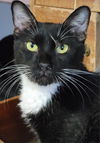 adoptable Cat in lyons, IL named Earl Grey