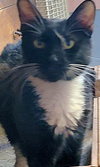 Earl Grey - Photo 6