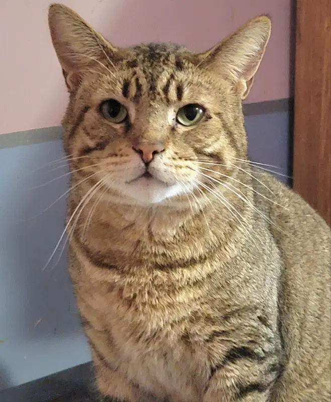 Catsanova image 2