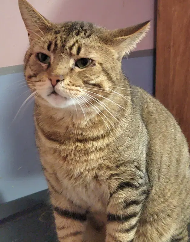 Catsanova image 3