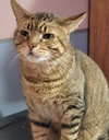 Catsanova - Photo 3