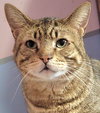 Catsanova - Photo 6