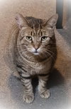 Catsanova - Photo 11