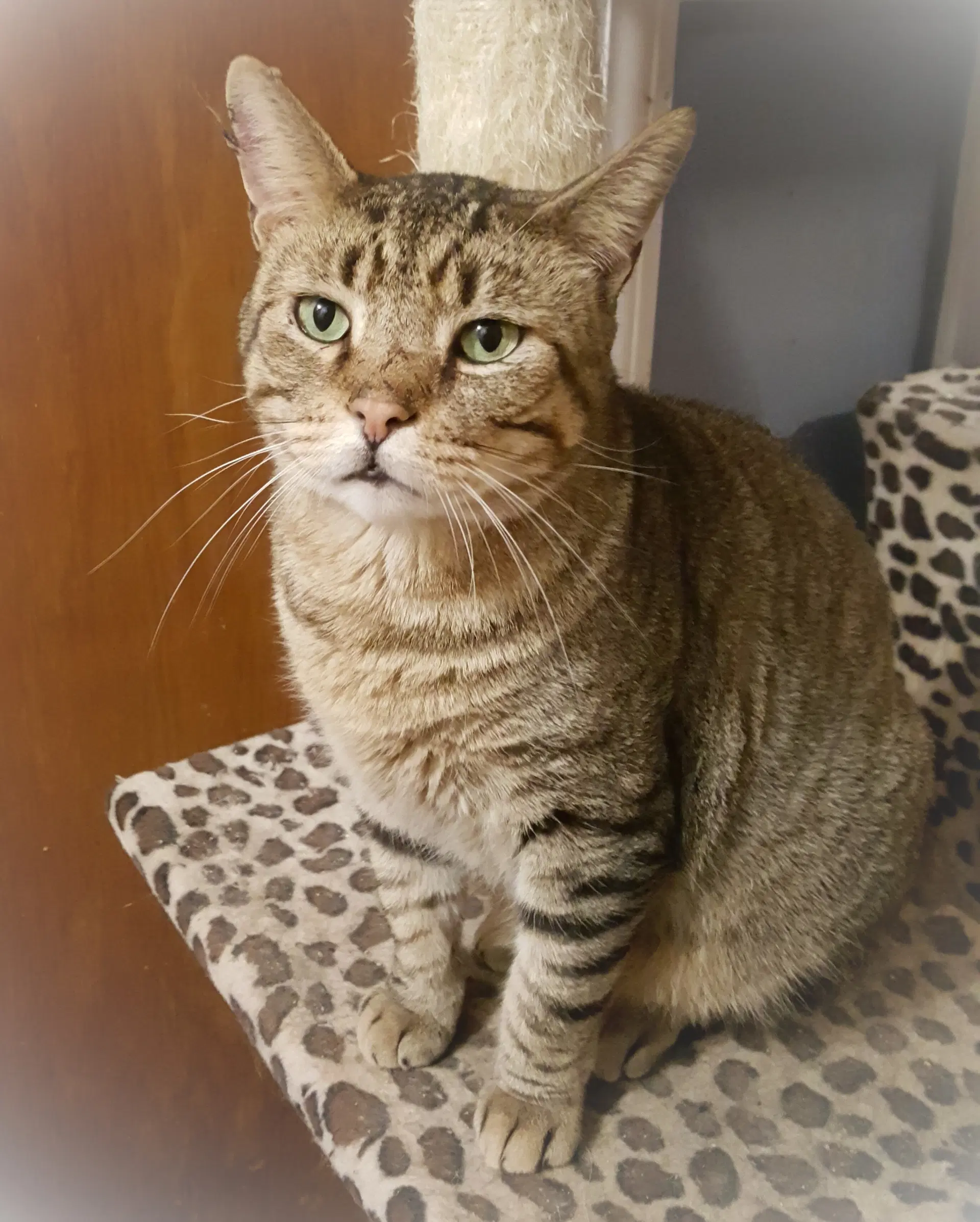 Catsanova - American Shorthair