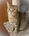 Catsanova - Photo 1