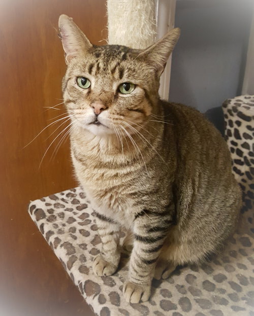 picture of the cat needing adoption