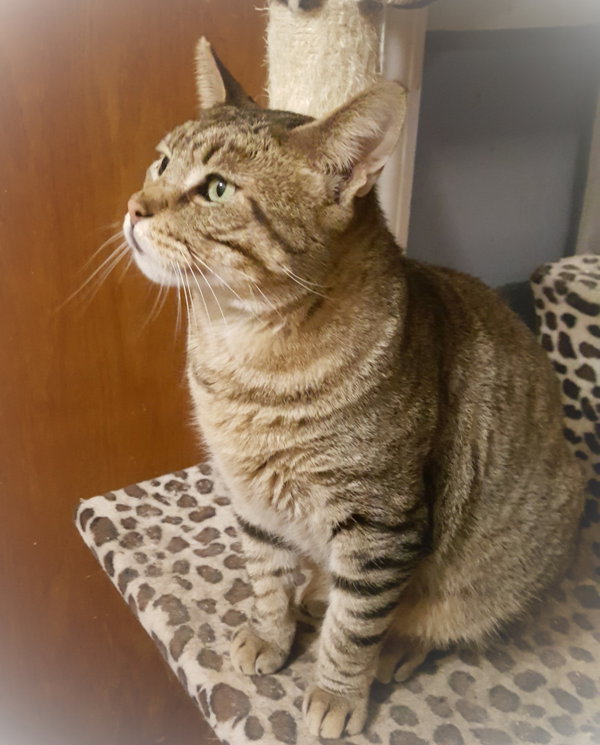 Catsanova