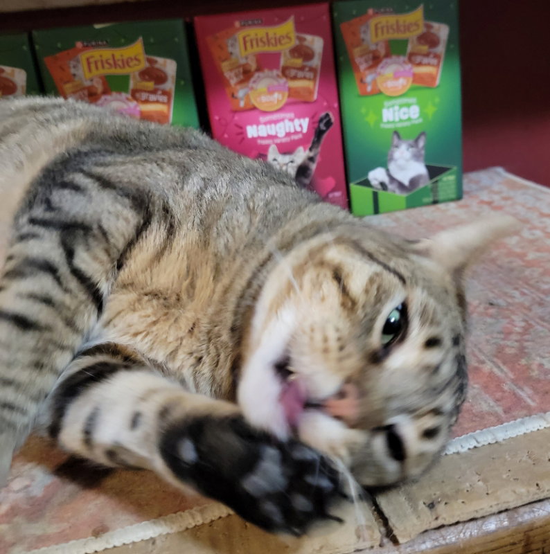 Catsanova, photo 15