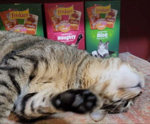 Catsanova