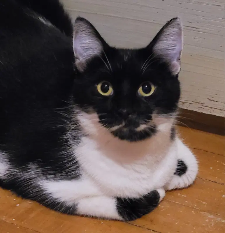Chess - Exotic Shorthair
