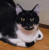 adoptable Cat in  named Chess