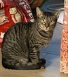 adoptable Cat in  named Aurora