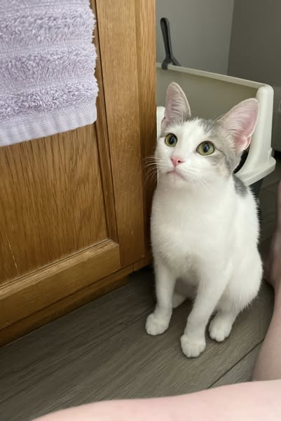 adoptable Cat in Brookfield, IL named Beauty