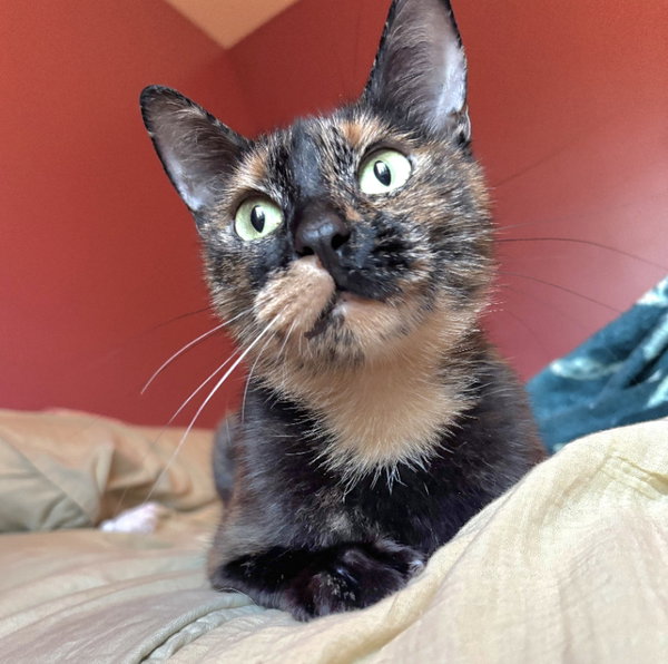 Cali