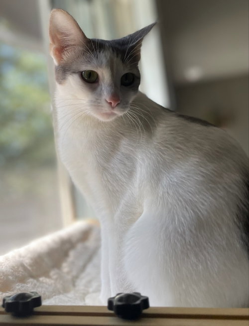 picture of the cat needing adoption