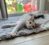 Alice - Photo 2
