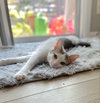 Alice - Photo 3