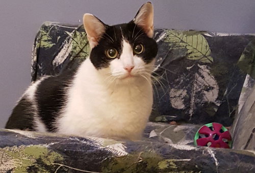 EMILY PICKLES - Turkish Van available for adoption