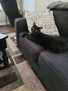 Dizzy - Photo 8