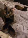 Jet - Photo 3