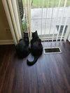 Jet - Photo 7