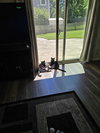 Jet - Photo 9
