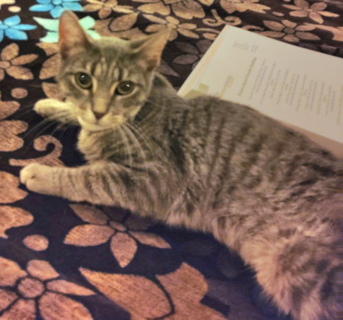picture of the cat needing adoption