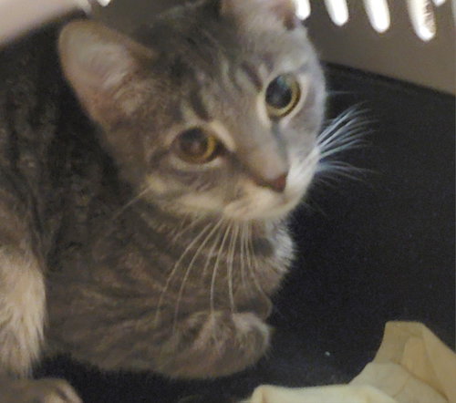 BELOVEDTH TESSA - Russian Blue available for adoption