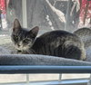 Belovedth Tessa - Photo 7