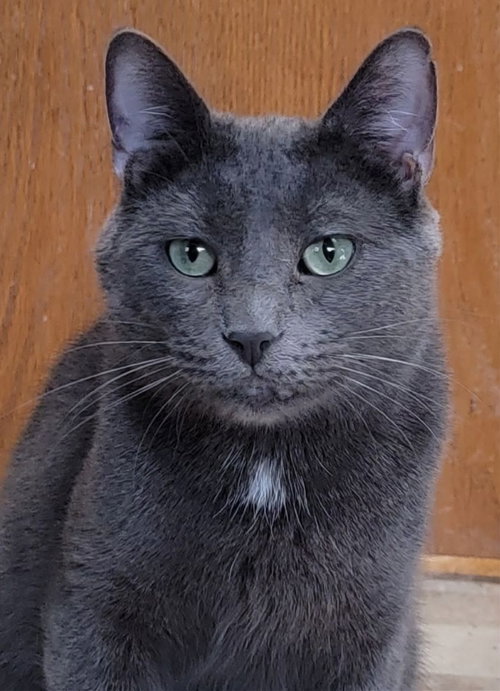 picture of the cat needing adoption