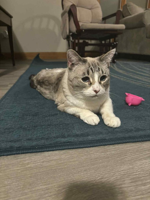 KOALA - Siamese available for adoption
