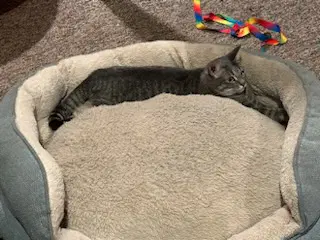 Charlie - Abyssinian