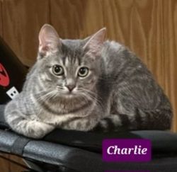 Photo of Charlie