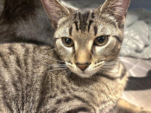 DUKE RALPH - Bengal available for adoption