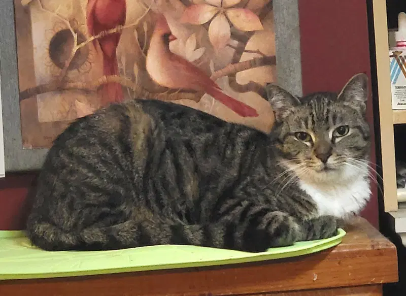 Desdemona - Bengal