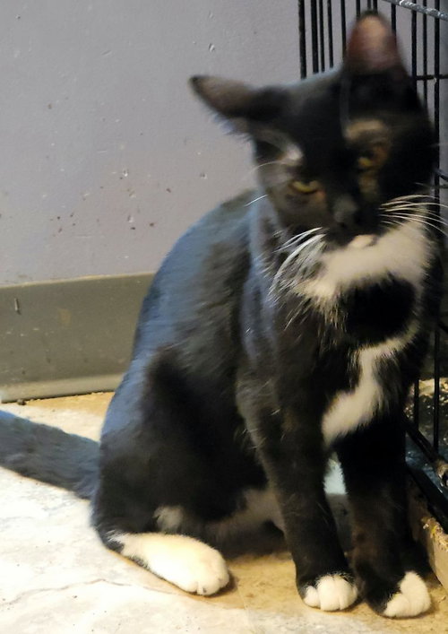 picture of the cat needing adoption