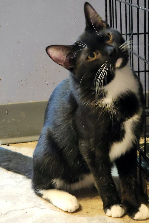 JACKETY JACK - Bombay available for adoption
