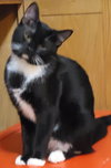 Jackety Jack - Photo 5
