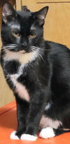 Jackety Jack - Photo 6