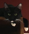 Jackety Jack - Photo 7