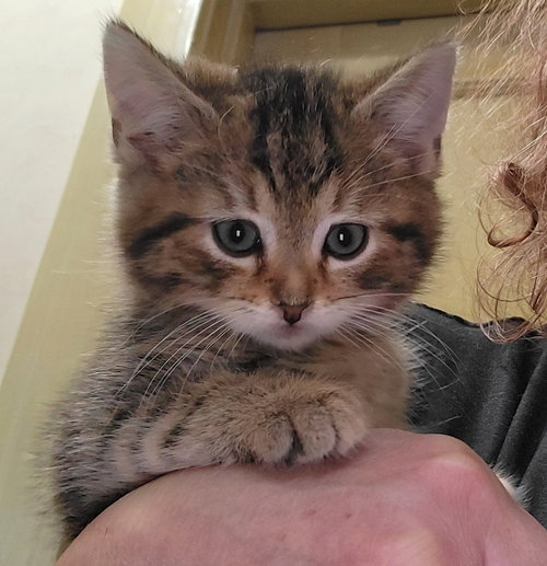 picture of the cat needing adoption