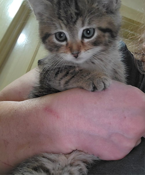 Photo of Furry