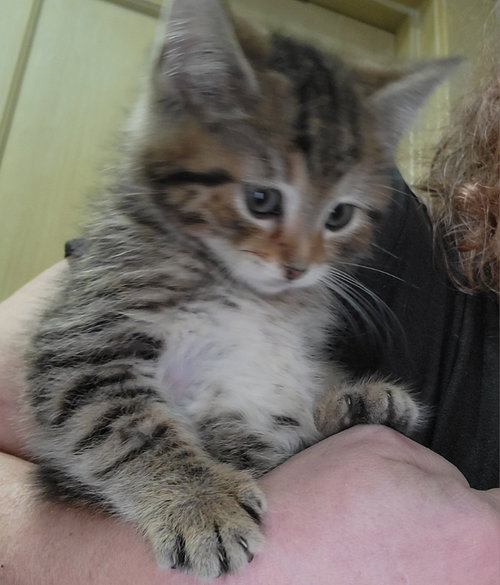 Photo of Furry