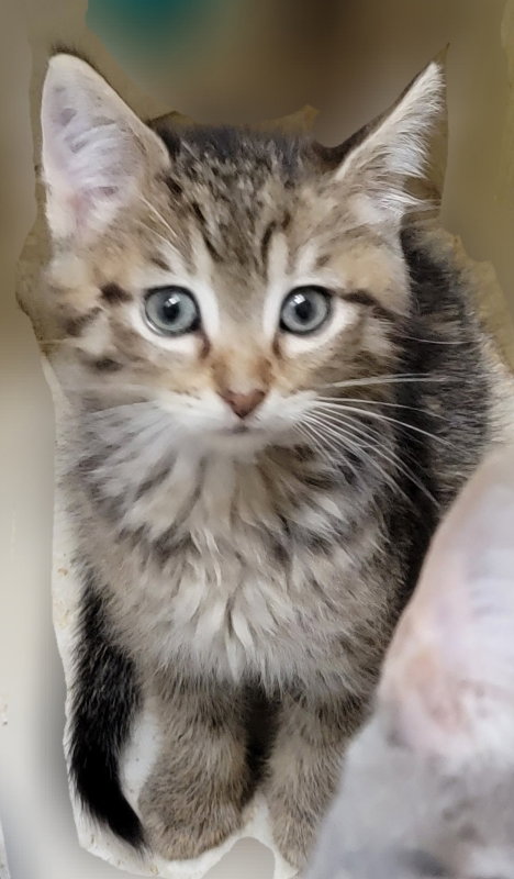 picture of the cat needing adoption