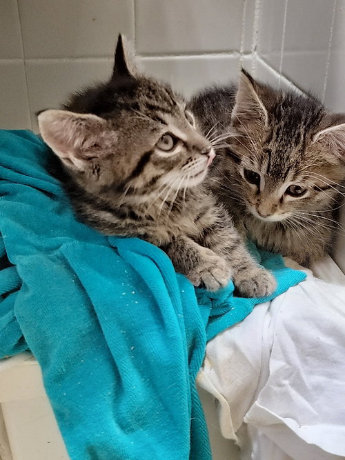 picture of the cat needing adoption