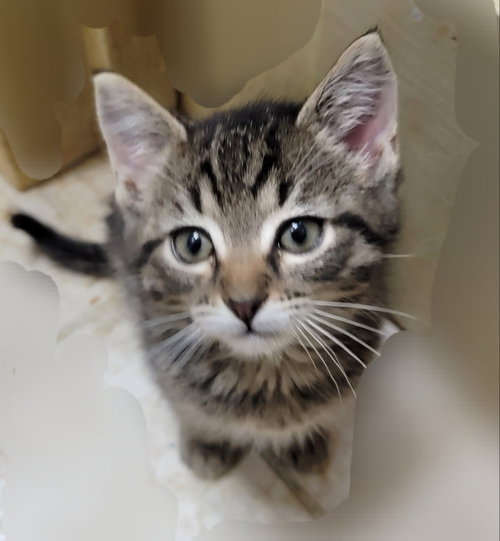 Photo of Furrbelle
