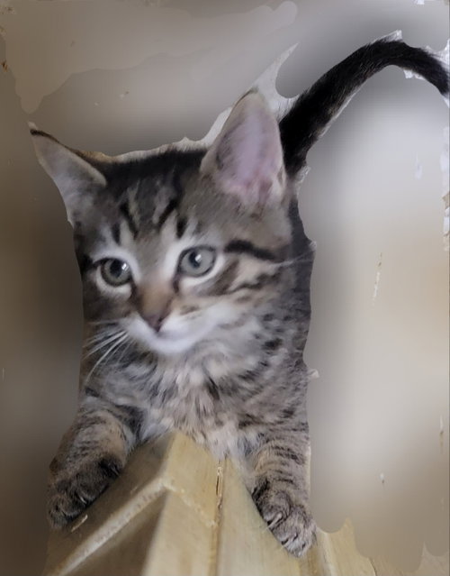 Photo of Furrbelle